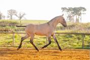 Potro Lusitano En venta 2025 Dun