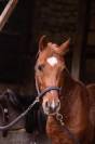 Ruin Franse rijpony PFS Te koop 2019 Vos ,  Mon Nantano de florys