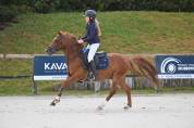 Ruin Franse rijpony PFS Te koop 2019 Vos ,  Mon Nantano de florys
