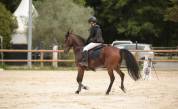 Poney D 10 ans &agrave; vendre ou &agrave; louer 