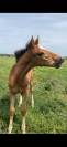 Poulain