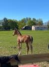 Poulain