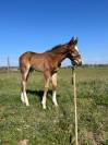 Poulain
