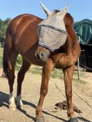 Hongre SF 4 ans &ndash; par Groovy de Semilly &ndash; CSO / CCE