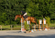 Hongre SF 4 ans &ndash; par Groovy de Semilly &ndash; CSO / CCE