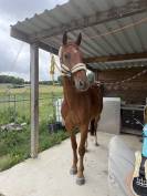 Hongre SF 4 ans &ndash; par Groovy de Semilly &ndash; CSO / CCE