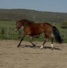 Ponette 3 ans