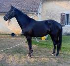 Ponette de sport allemande