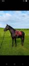 Ponette de sport allemande