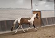 Cheval pie bai 4 ans BWP hongre 