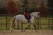 Pur Sang Lusitanien (PSL), 12 ans, 167 cm, hongre, gris