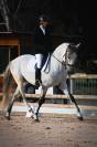 Pur Sang Lusitanien (PSL), 12 ans, 167 cm, hongre, gris