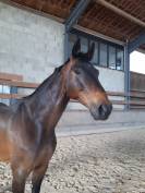 cheval cso