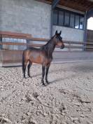 cheval cso