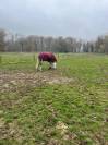 Hongre belgian warmblood 6 ans