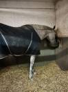 Hongre belgian warmblood 6 ans