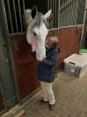 Hongre belgian warmblood 6 ans