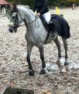 Hongre belgian warmblood 6 ans