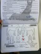 Hongre belgian warmblood 6 ans