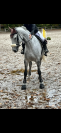 Hongre belgian warmblood 6 ans