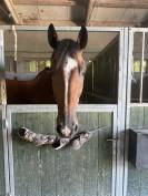 Cavallo salto ostacoli