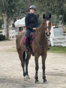 Cavallo salto ostacoli