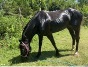 Pony da competizione 