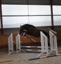 Hongre de 3 ans par Balou du Rouet - Direct &eacute;leveur 