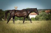 Hongre de 3 ans par Balou du Rouet - Direct &eacute;leveur 