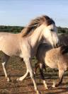 Superbe pouliche sport WELSH X Barbe