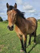 DEMI-TRAIT / DEMI-SANG ARABE 2023 ARABO-AUXOIS
