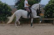 PRE Travieso II AD 9 years