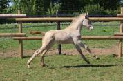 Ponette SBS 