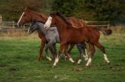 Poney SBS 