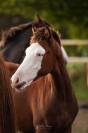 Poney SBS 