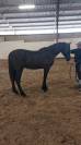 Poulain PRE 