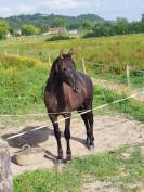 Poulain PRE 