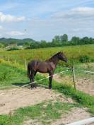 Poulain PRE 