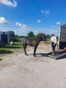 Poulain PRE 