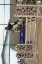poney d&rsquo; AS 2 &agrave; vendre 