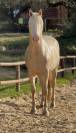 Cheval en demie pension