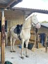 Cheval en demie pension