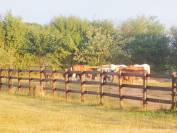 RECHERCHE ENSEIGNANT(E) D'EQUITATION