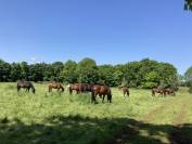 RECHERCHE ENSEIGNANT(E) D'EQUITATION