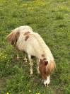 Jument mini Shetland pleins papiers