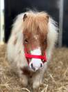 Jument mini Shetland pleins papiers