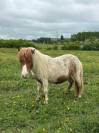 Jument mini Shetland pleins papiers