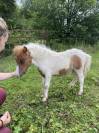 Jument mini Shetland pleins papiers