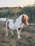 Jument mini Shetland pleins papiers