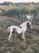 Jument mini Shetland pleins papiers